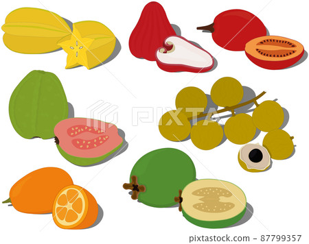 Exotic tropical sweet fruts collection vector illustration 87799357