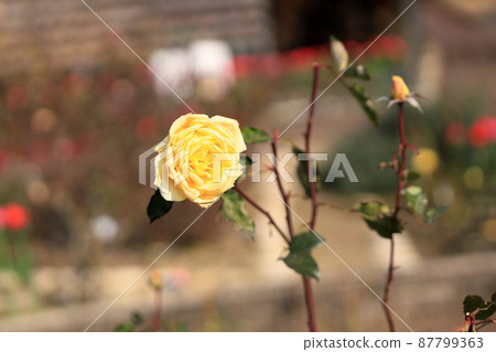 Rose Flower Izu Dancer 87799363