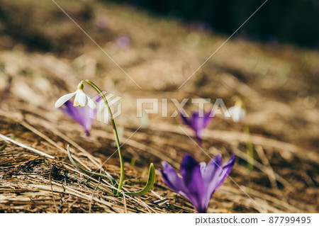 Purple flowers, crocuses and snowdrops on yellow grass, spring 87799495