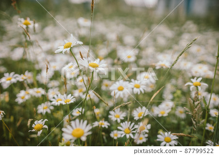 A close up of a flower A close up of a flower 87799522