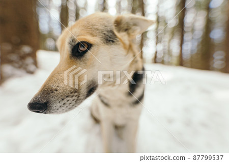 A close up of a dog A close up of a dog 87799537