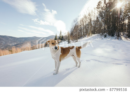 A dog that is standing in the snow A dog that is standing in the snow 87799538