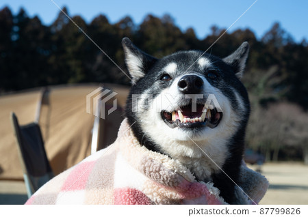 Black shiba inu wearing a poncho Black shiba inu wearing a poncho 87799826