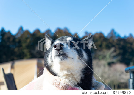 Black Shiba Inu 87799830