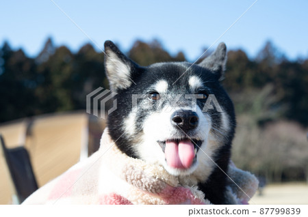 Black Shiba Inu sticking out his tongue like Einstein 87799839