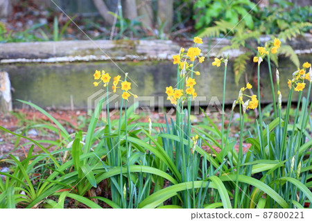Yellow narcissus flower petalia Yellow narcissus flower petalia 87800221