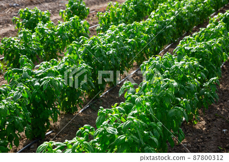 Rows of green basil on a farm field on sunny day Rows of green basil on a farm field on sunny day 87800312