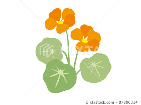 Companion Plants Nasturtium Nasturtium Companion Plants Nasturtium Nasturtium 87800314