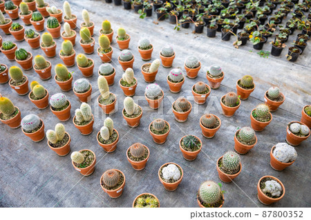 Rows of cacti growing in pots Rows of cacti growing in pots 87800352