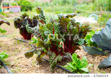 Drip irrigation system 87800354