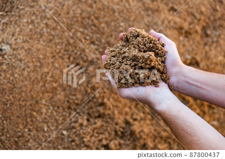 Male hands holding handful of beer bagasse 87800437