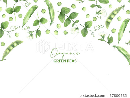Border with watercolor peas and plants. Illustrated organic food. Template for card, label and packaging. Border with watercolor peas and plants. Illustrated organic food. Template for card, label and packaging. 87800583