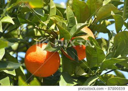 Mandarin oranges grown on trees Mandarin oranges grown on trees 87800839