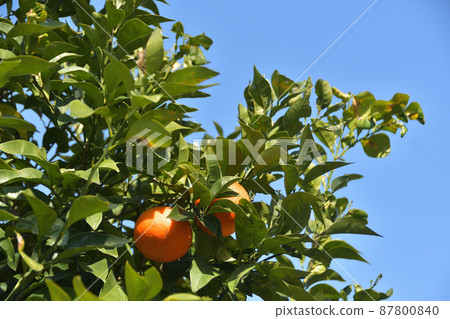 Mandarin oranges grown on trees Mandarin oranges grown on trees 87800840