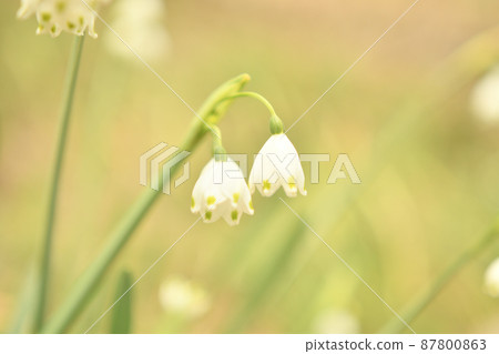 Snowflake flowers Snowflake flowers 87800863