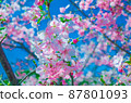 Kawazu cherry blossoms in full bloom against the blue sky 87801093