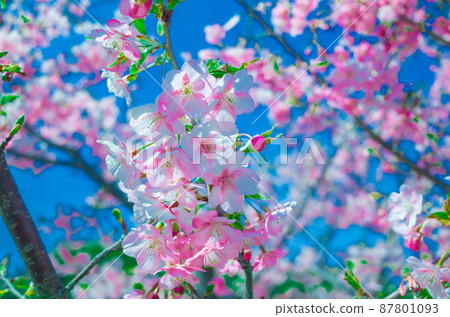 Kawazu cherry blossoms in full bloom against the blue sky 87801093