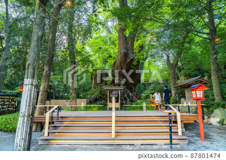 [靜岡縣] 熱海市來宮神社的天然紀念物Okusu 87801474