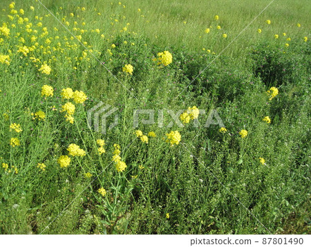 油菜花和春天的雜草 油菜花和春天的雜草 87801490