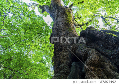 [Shizuoka Prefecture] Okusu, a natural monument at Kinomiya Shrine in Atami City 87801492