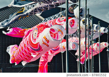 A carp streamer swimming vigorously in the clear blue sky in May 87801532