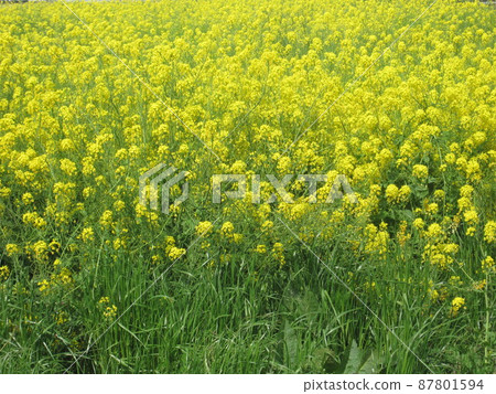 Rapeseed field 87801594