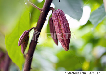 Cacao Tree (Theobroma cacao). Organic cocoa fruit pods in nature. Cacao Tree (Theobroma cacao). Organic cocoa fruit pods in nature. 87801710