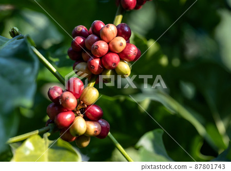 harvesting coffee berries by agriculture. Coffee beans ripening on the tree in North of Thailand 87801743