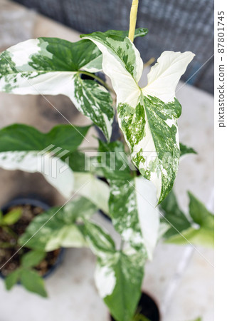 Syngonium Albo variegated plant leaf close up. White Variegation leaf 87801745
