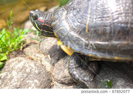 A turtle with sleepy eyes 87802077