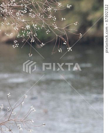 Chinese tallow and lake 87802322