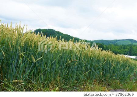 Autumn wheat agricultural products Hokkaido Autumn wheat agricultural products Hokkaido 87802369