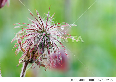 Furanda radishou Furanda radishou 87802600