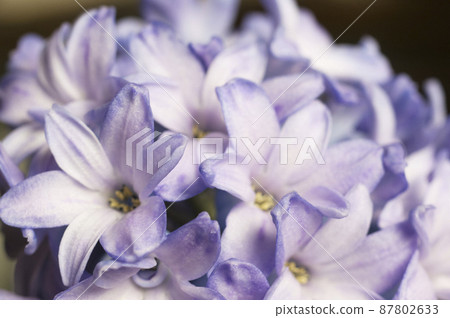 Hyacinth flower close up shot 87802633