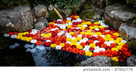 漂浮在水面上的花朵 87802778