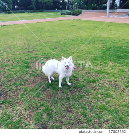 白狗在公園裡玩 白狗在公園裡玩 87802862