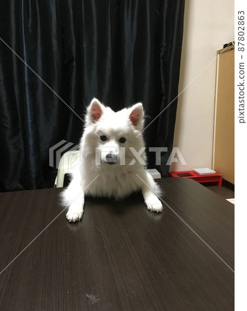 不滿意的白狗 不滿意的白狗 87802863