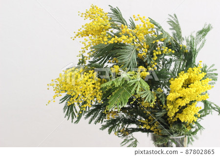 Mimosa Mimosa 87802865