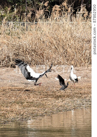 帶來幸福的鳥,飛向伊丹市高野池公園的鸛 帶來幸福的鳥,飛向伊丹市高野池公園的鸛 87802950