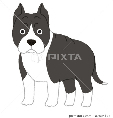 American Staffordshire Terrier dog illustration 87803177