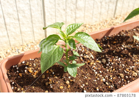 Planter cultivation Planter cultivation 87803178