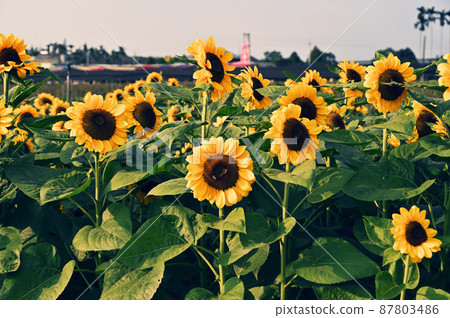 花 花 87803486