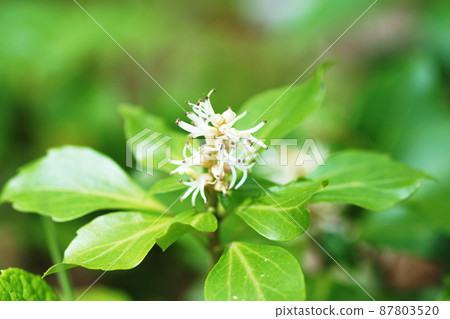 Pachysandra "Yamano grass" Pachysandra "Yamano grass" 87803520