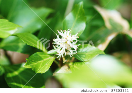 Pachysandra“山野草” Pachysandra“山野草” 87803521