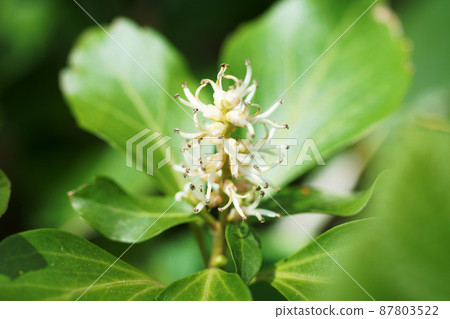 Pachysandra "Yamano grass" Pachysandra "Yamano grass" 87803522