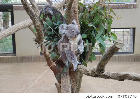 Fluffy koala 87803776