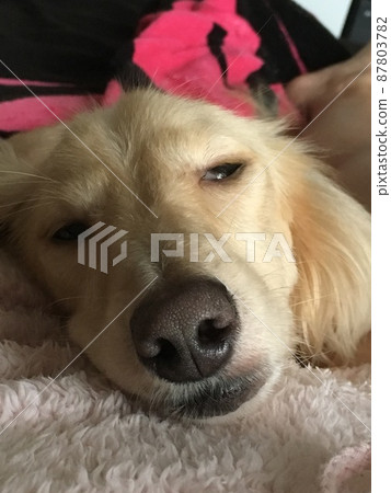白眼迷你臘腸狗 白眼迷你臘腸狗 87803782