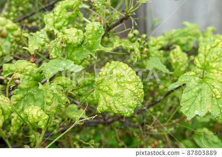 Diseases and pests of berry bushes . Gall Aphid on currants. Damaged leaves on a red currant Diseases and pests of berry bushes . Gall Aphid on currants. Damaged leaves on a red currant 87803889