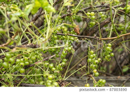 Diseases and pests of berry bushes. Gall Aphid on currants. Damaged leaves on a red currant 87803890