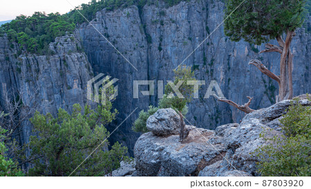 A tree growing on stones on the ustun in the Tazy canyon 87803920